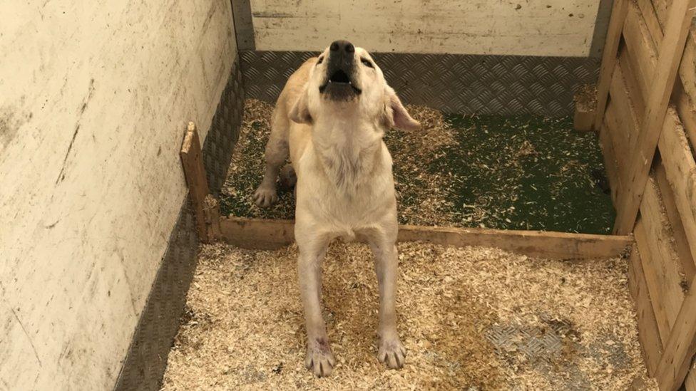 Bonnie at the puppy farm