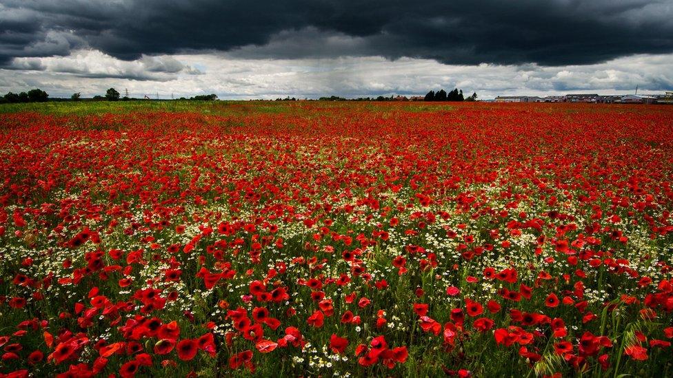 Poppy field