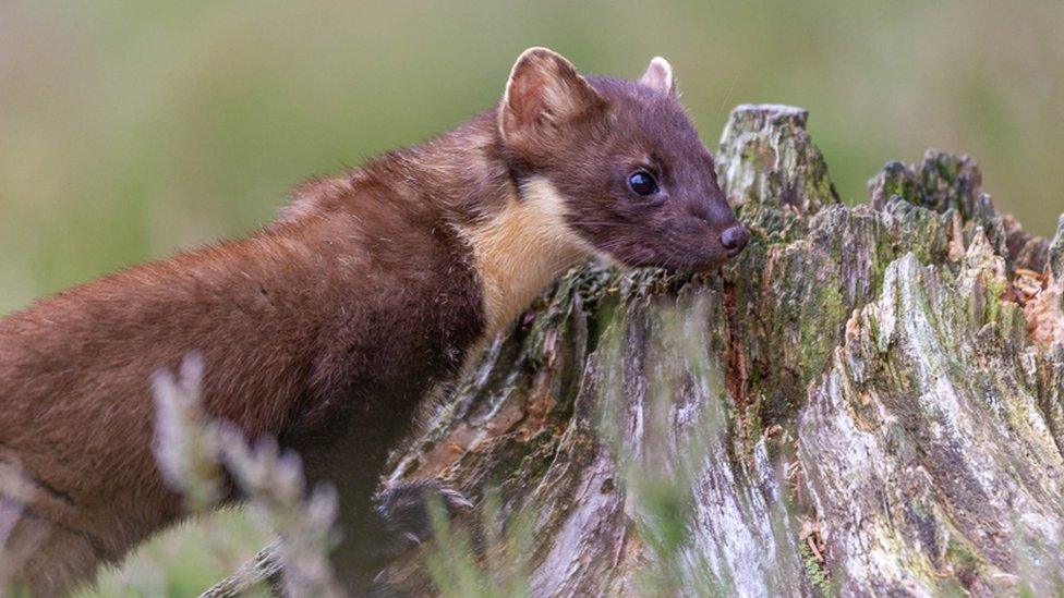 Pine Marten