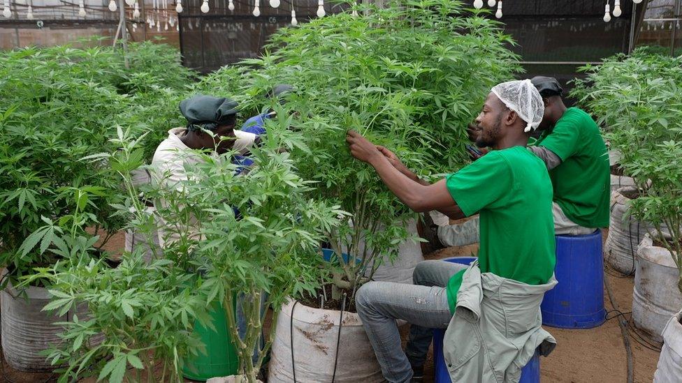 Workers with cannabis plants