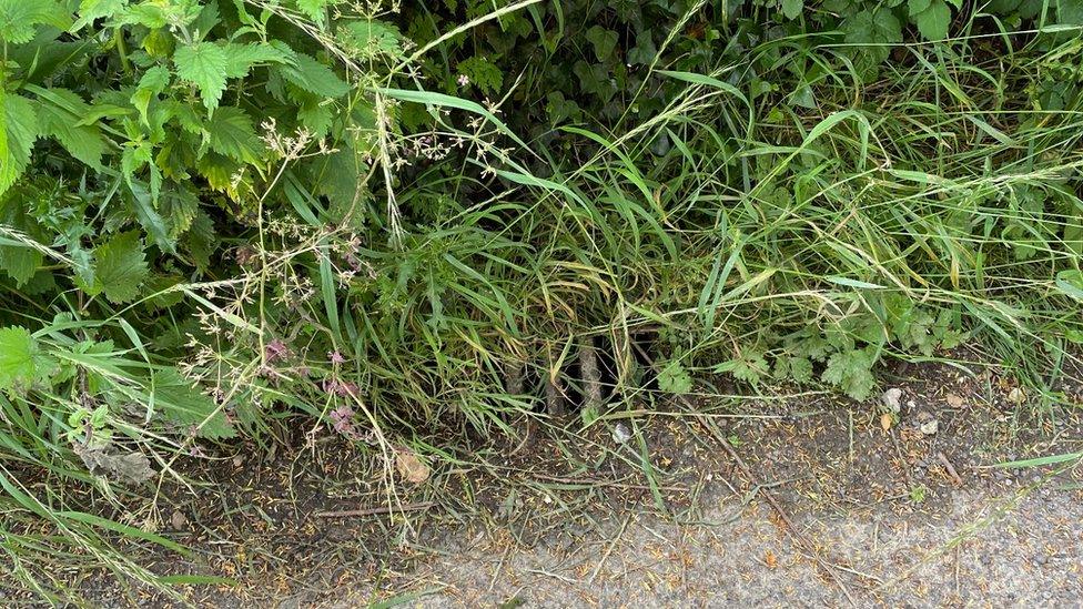 Drain with weeds growing out of it.