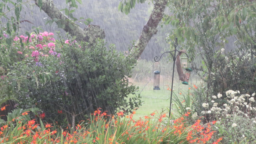 Picture of a garden with trees and flowers, and a squirrel on a bird feeder, with very clear rainfall.