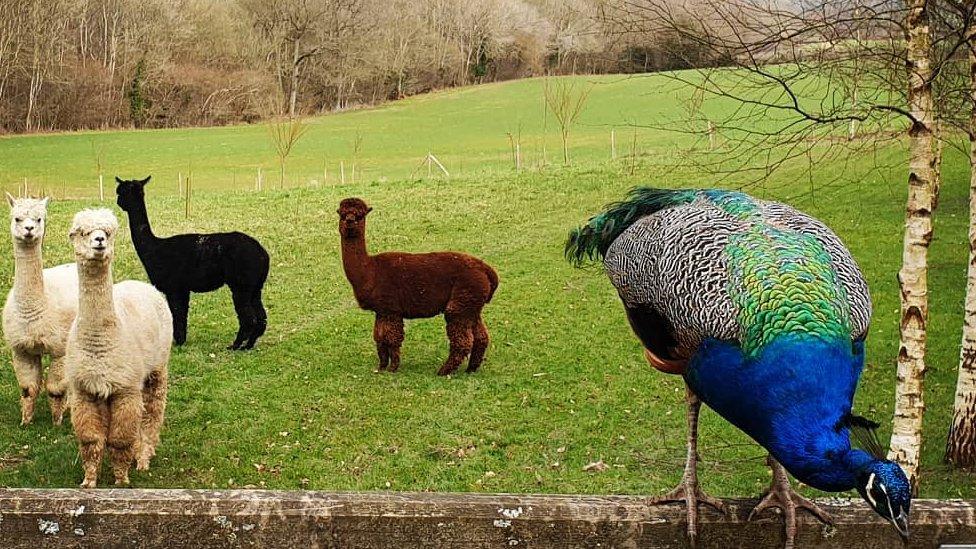 Alpacas and a peacock at Fair Oak Farm, Mayfield