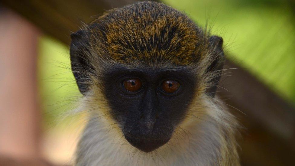 A green vervet monkey