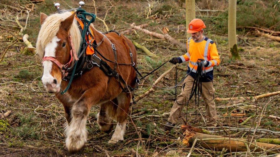 Ardennes Comtois cross pulling a log