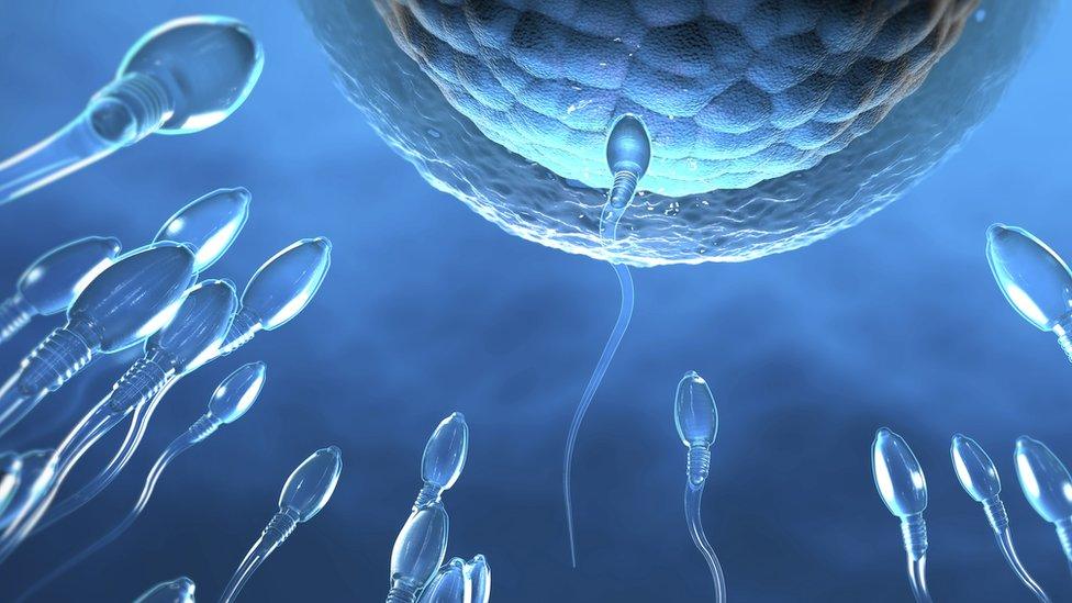 sperm cells and egg