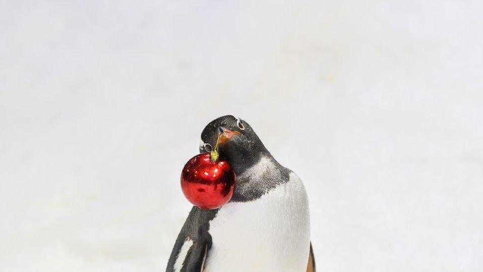 A gentoo penguin poses with a red christmas bauble in its beak.