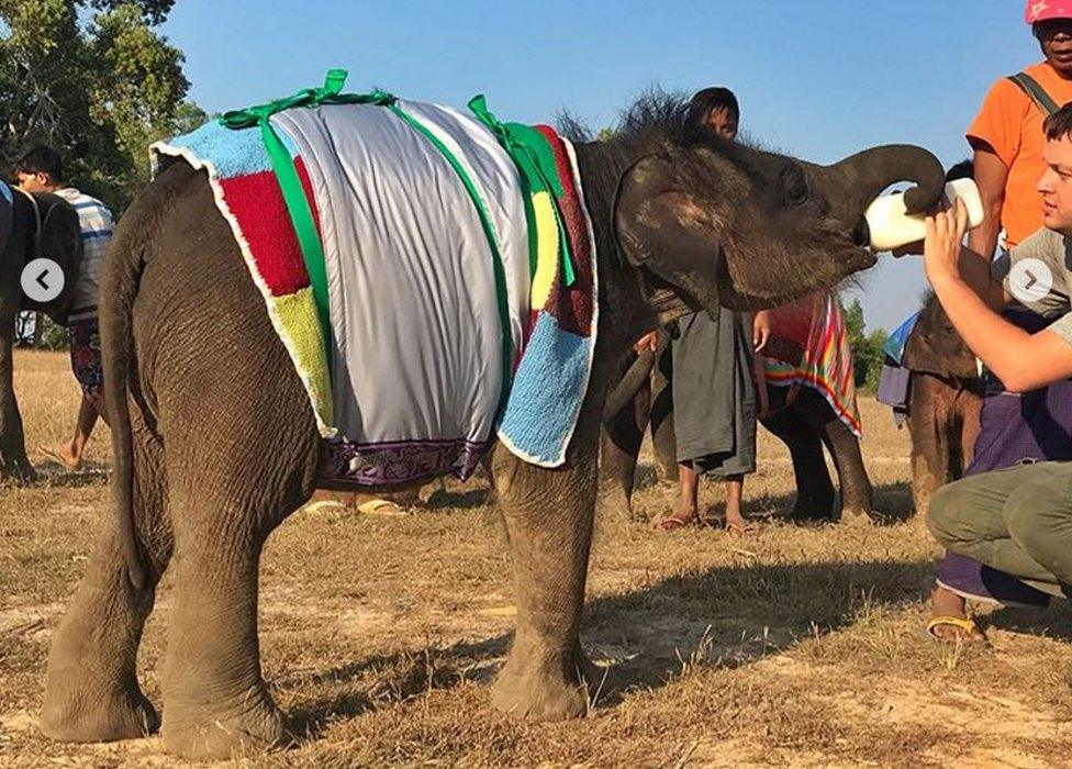 Baby elephant in woolly jumper