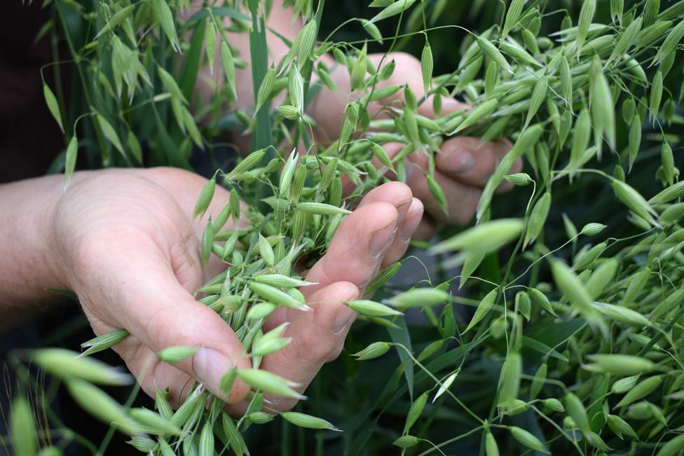 Hands with oats