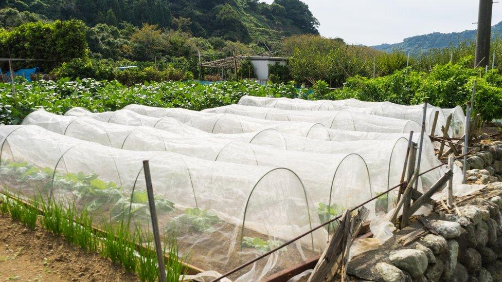 Polytunnels