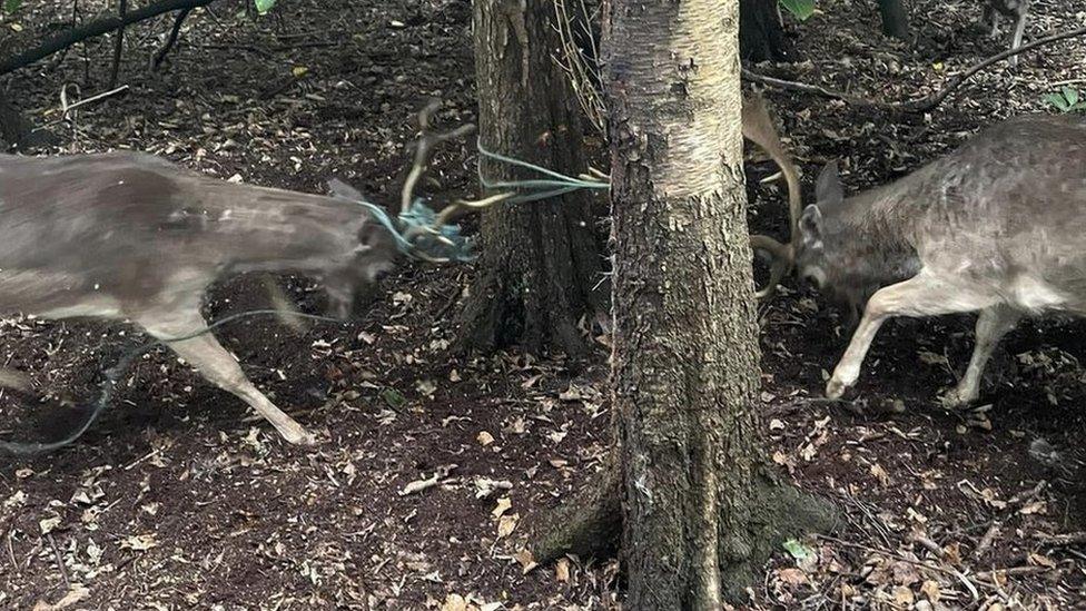 Two Fallow Bucks entangled in rope near Milton, Derbyshire