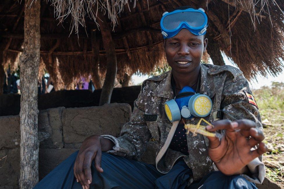 A soldier holds a locust