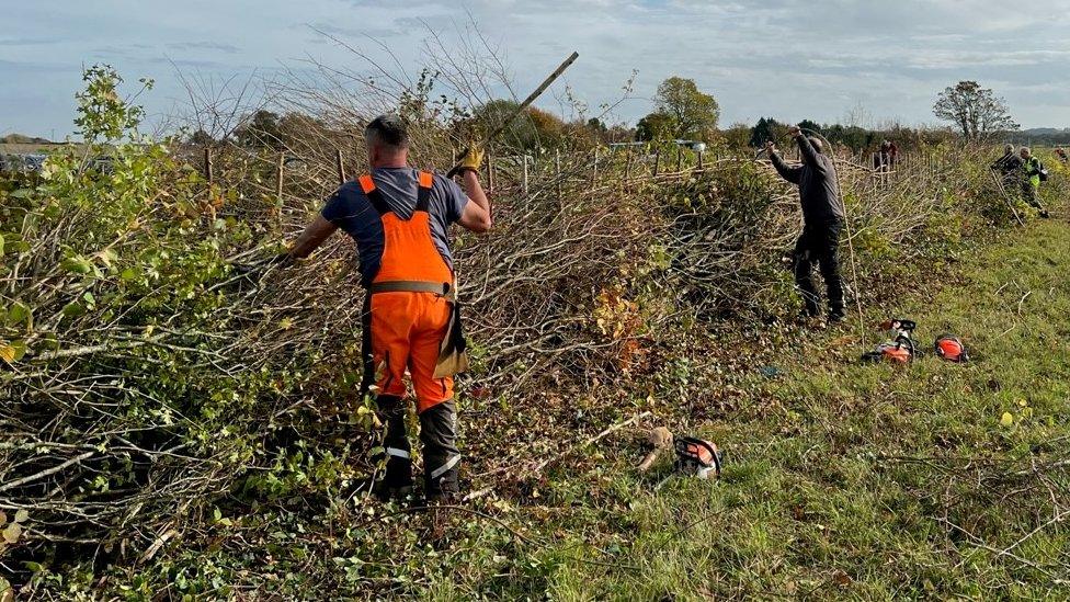 People hedgelaying