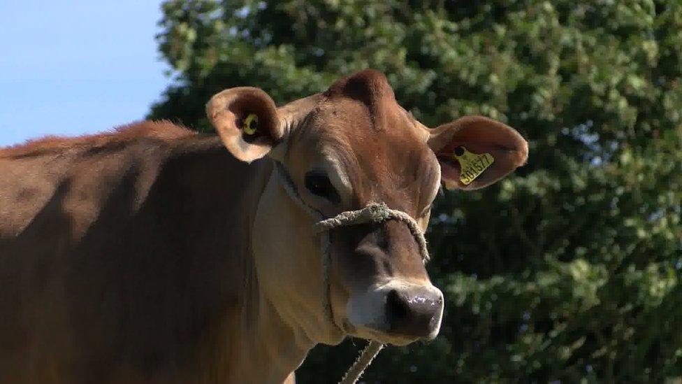 Jersey Cow