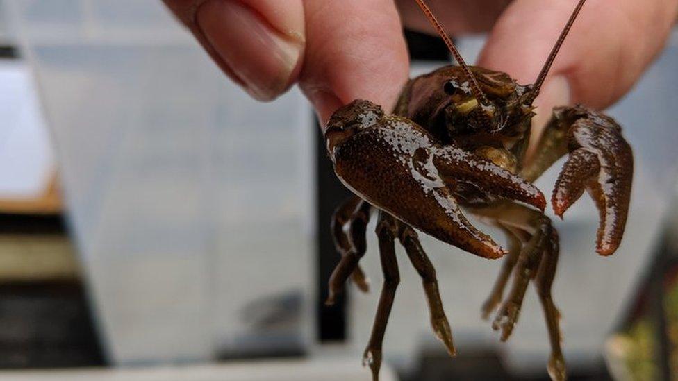 White clawed crayfish