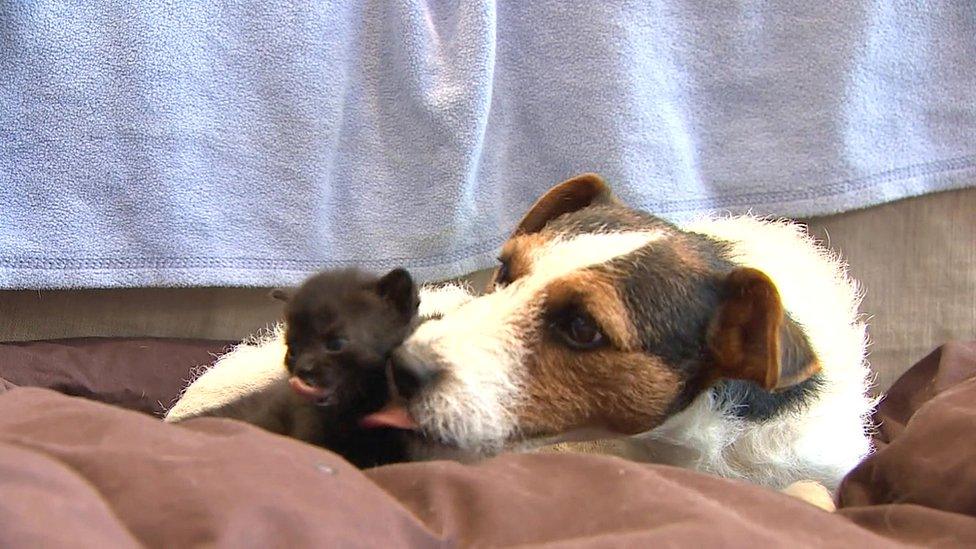 Teasal licking one of her kittens