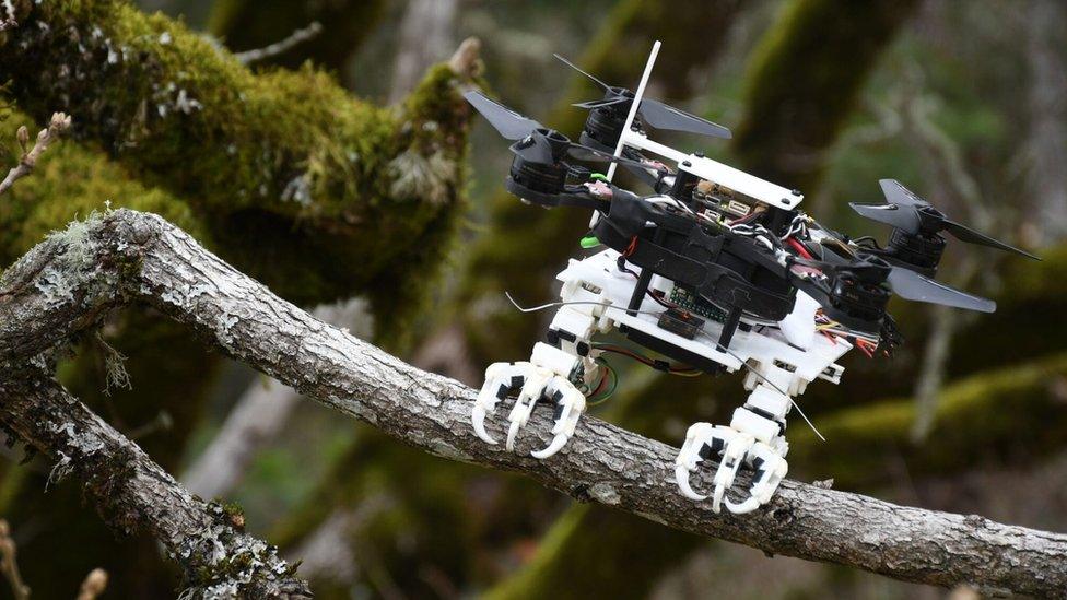 robot bird on branch