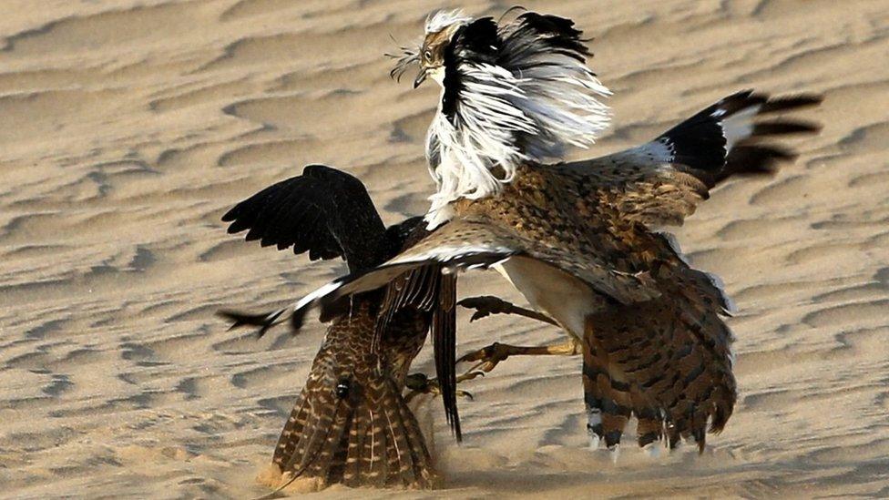 A hunting falcon preys on a houbara bustard at Al-Marzoom Hunting reserve, 150kms west of Abu Dhabi in the United Arab Emirates on February 2, 2016