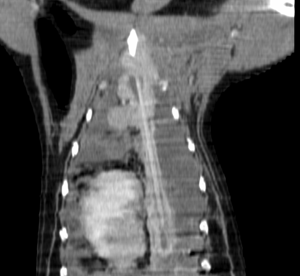 X-ray of foreign object inside a dog