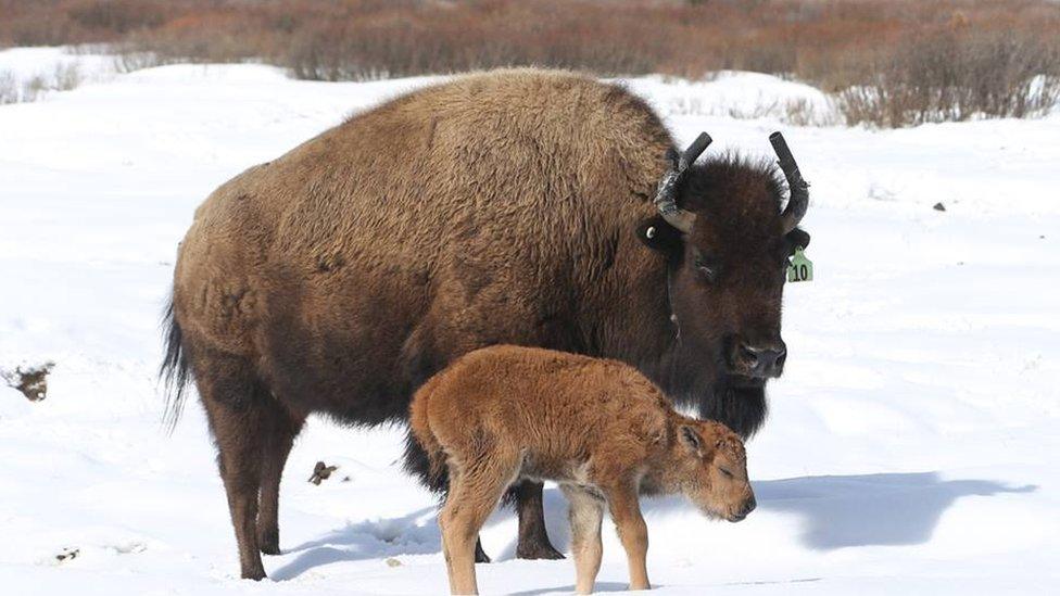 The first bison calf born in 140 years in the Banff National Park