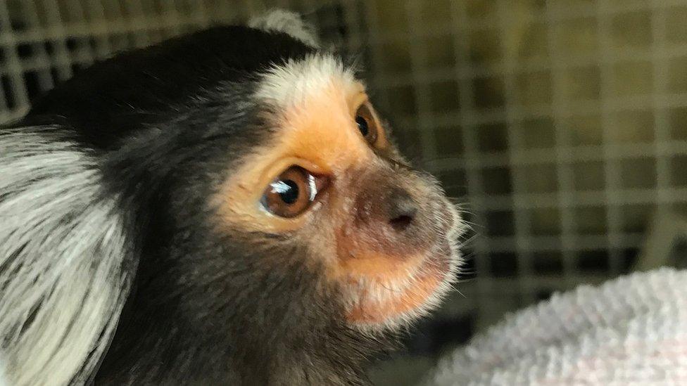 Lola the marmoset monkey