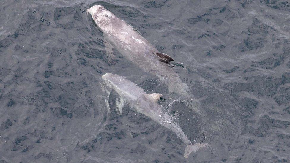 Risso's dolphins