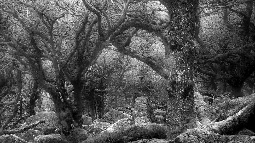 Ancient oak trees at Wistman's Wood