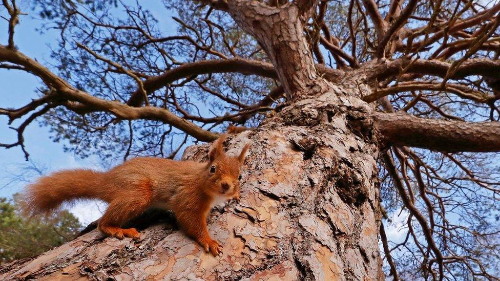 A red squirrel on a tree