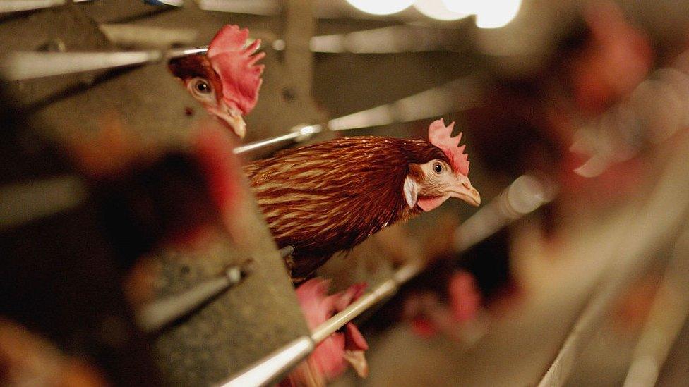 Battery hens sit in a chicken shed