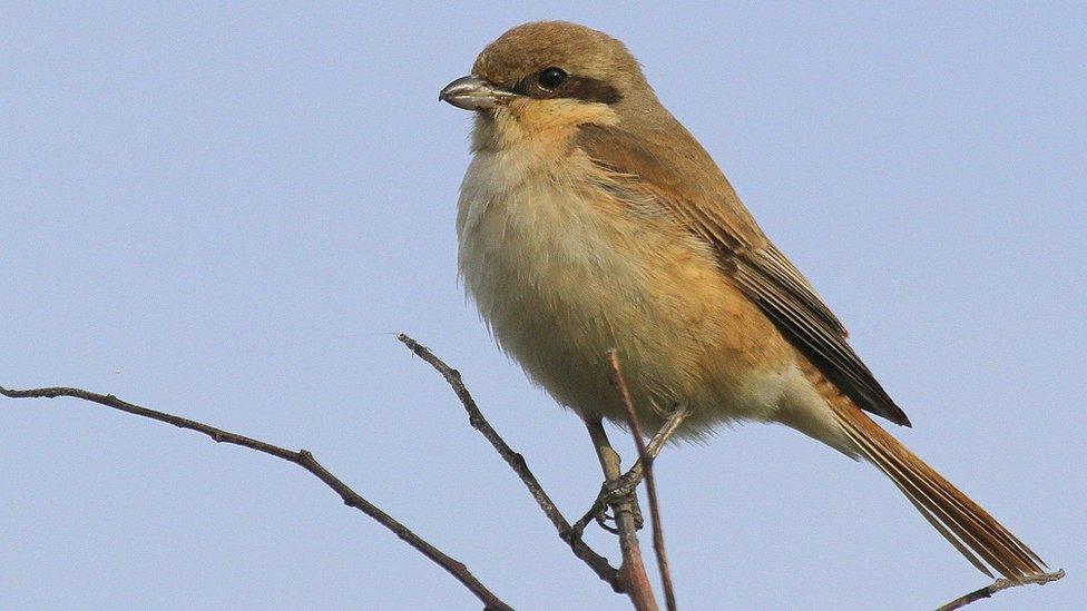 Isabelline shrike