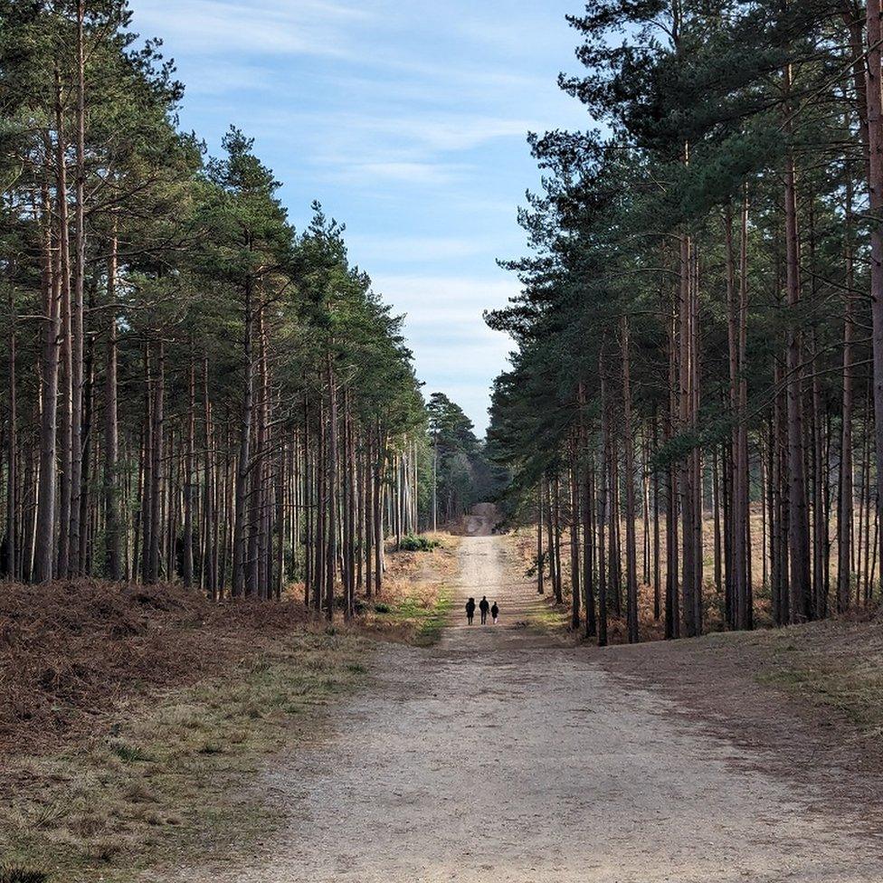 THURSDAY - Swinley Forest