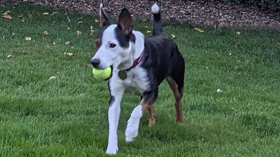 A black and white dog carrying a tennis ball in its mouth