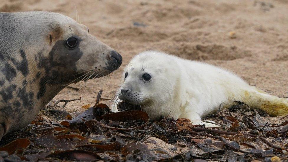 A seal pup on the Farne Islands during the annual census