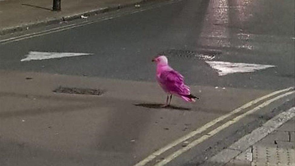 Pink seagull