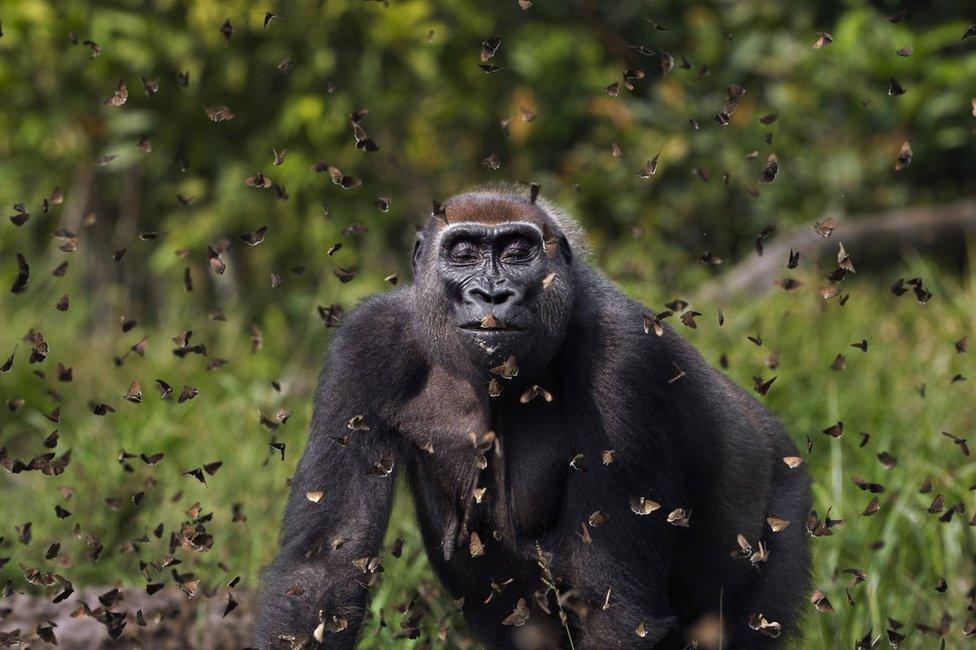 A photo of a gorilla closing its eyes as butterflies fly around it, in Central African Republic