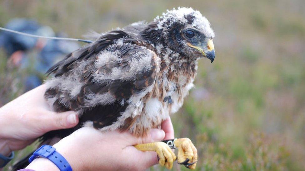 Hen harrier