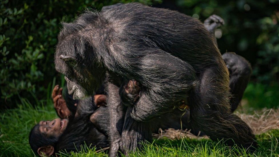 A group of chimpanzees playing