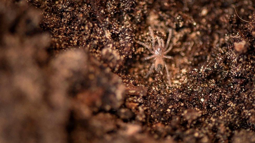 baby Montserrat tarantula