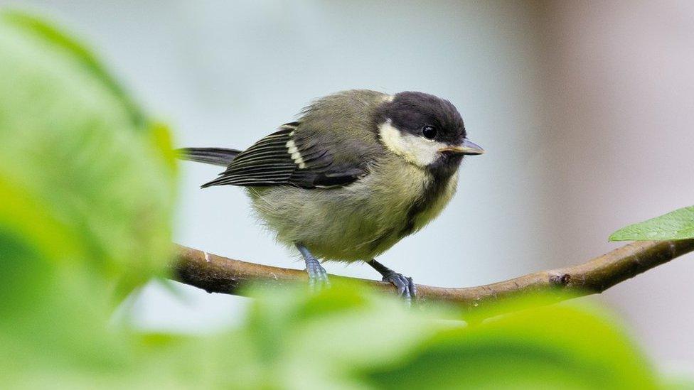 Great tit (Parus major) perched on a tree branch