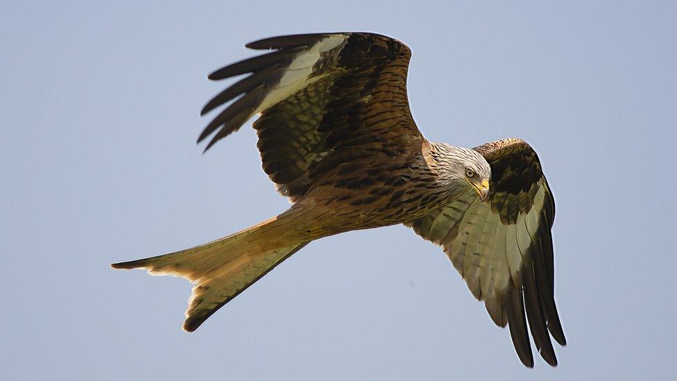 Red kite flying over Tetsworth