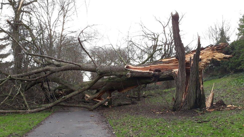 Tree down at Chapelfield Gardens in Norwich