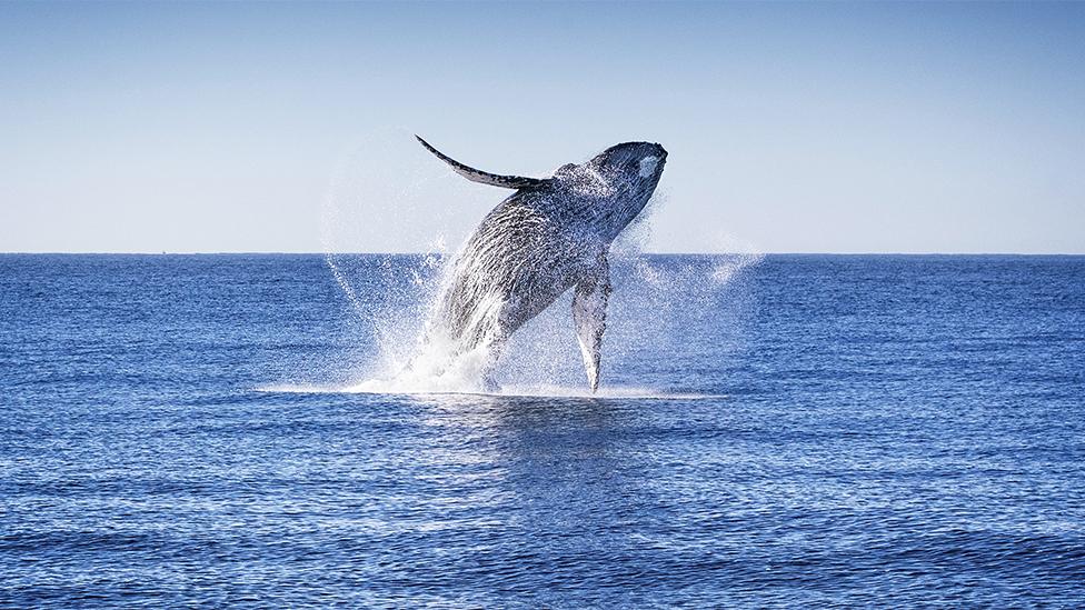 A humpback whale jumping up in the blue sea, with splashes of water being kicked up