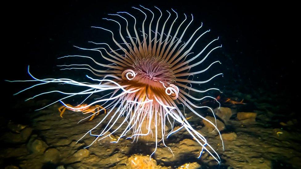 A photo of a fireworks anemone in waters around Scotland