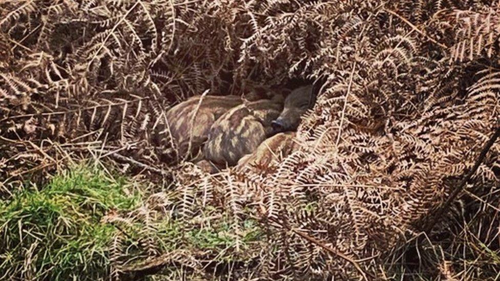 A group of wild boar in undergrowth