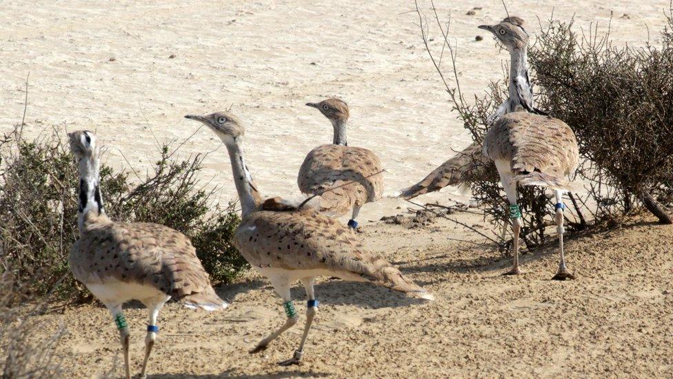 Houbara bustards in the Lal Shanra national park area near Bahawalpur in southern Punjab being released into the wild by Houbara Foundation International