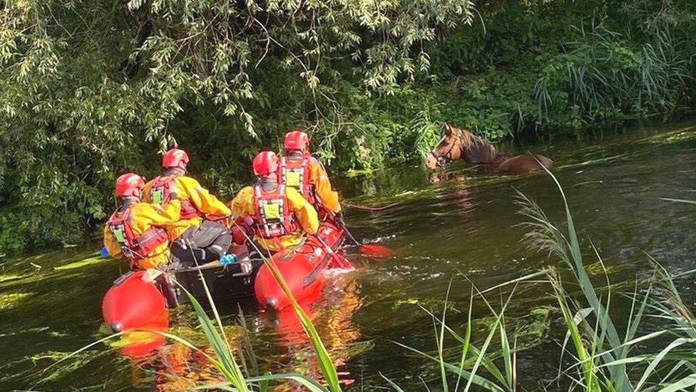 Horse in river and firefighters in a rescue boat