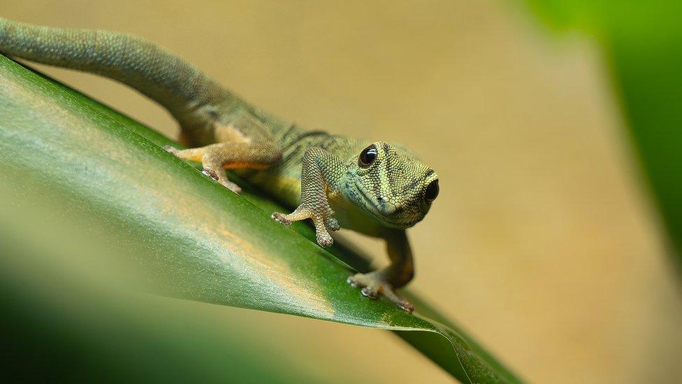 Female Turquoise Dwarf Gecko