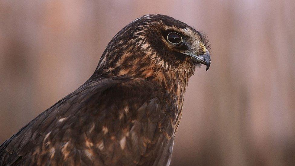 Hen harrier