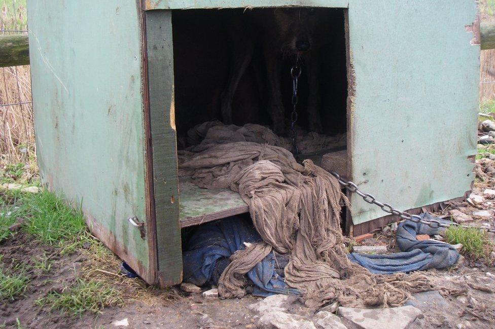 Dirty dog kennel at puppy farm