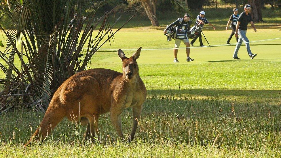 A kangaroo stands next to a golf course in Western Australia